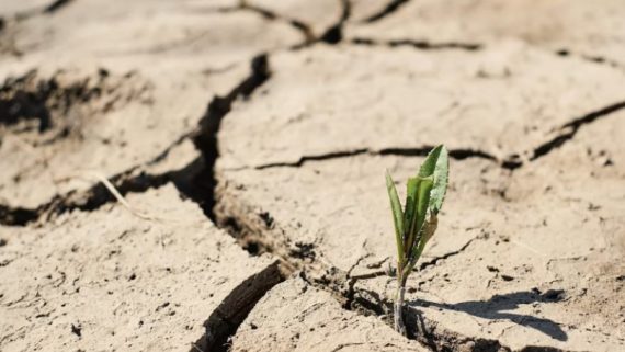 plantas que indican presencia de agua subterránea