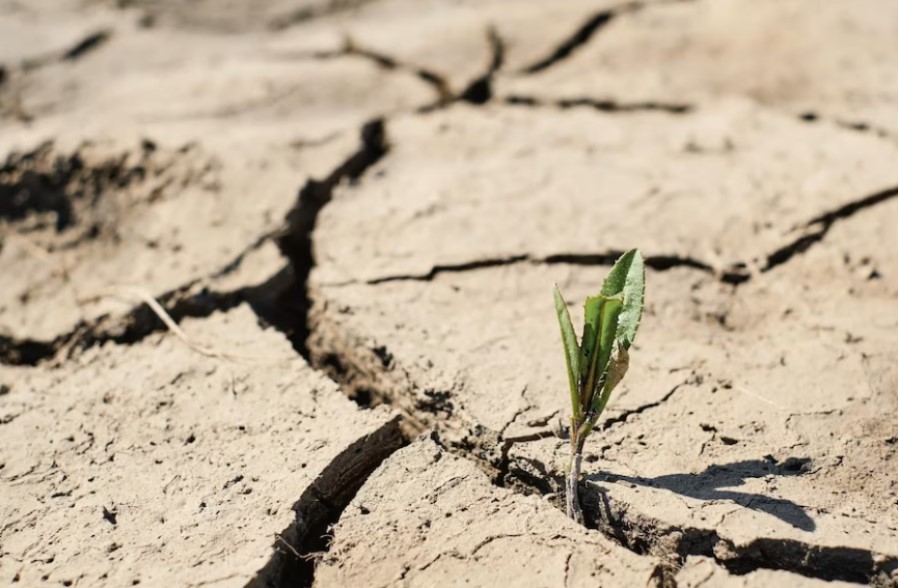 plantas que indican presencia de agua subterránea