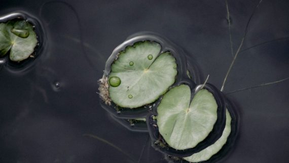 Tipos de estanques de agua